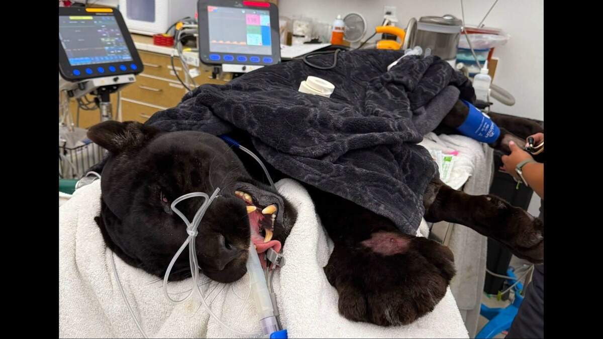 Samba, a black jaguar at Project Survival’s Cat Haven in Dunlop, died on Monday, Aug. 24, 2026, after being bitten twice by a rattlesnake. Samba, a black jaguar at Project Survival’s Cat Haven in Dunlop, died on Monday, Aug. 24, 2026, after being bitten twice by a rattlesnake.